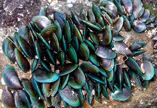 Dầu vẹm xanh giúp cải thiện thoát vị đĩa đệm.