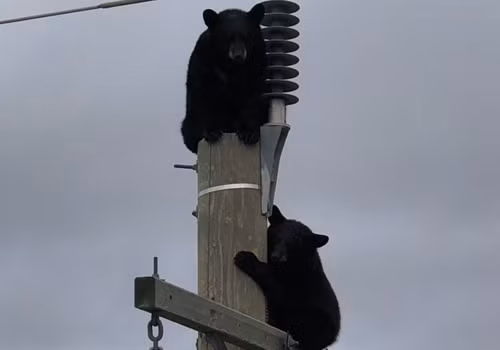 Hai con gấu đen bám trên đỉnh cột điện ở Manitoba, Canada. Ảnh: Manitoba Hydro.