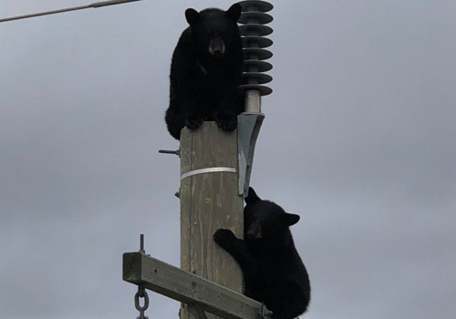 Hai con gấu đen bám trên đỉnh cột điện ở Manitoba, Canada. Ảnh: Manitoba Hydro.