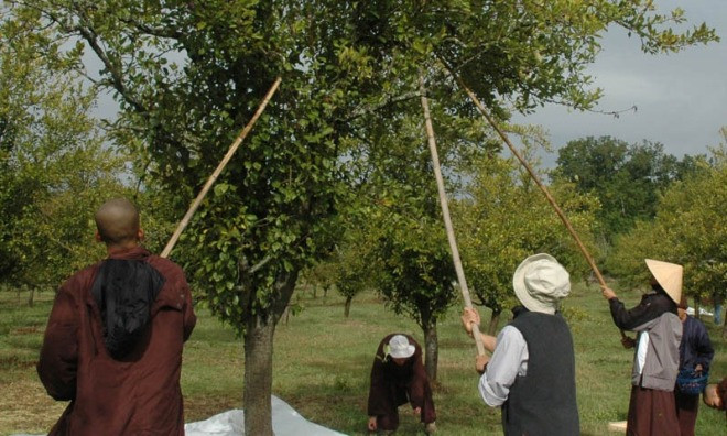 Các tăng thân tại làng Mai hái quả trong vườn. Các tăng thân tại làng Mai hái quả trong vườn. Ảnh: Phù Sa.