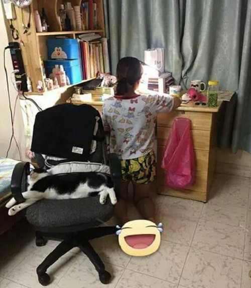 Nổi khổ của những người nuôi mèo. Nổi khổ của những người nuôi mèo.