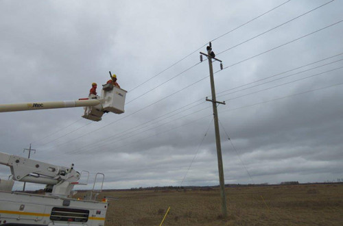 Nhóm giải cứu tìm cách dụ cặp gấu trèo xuống. Ảnh: Manitoba Hydro.