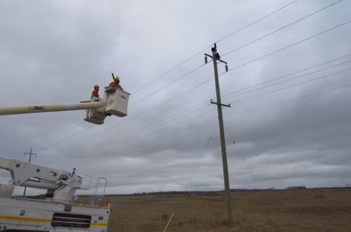 Nhóm giải cứu tìm cách dụ cặp gấu trèo xuống. Ảnh: Manitoba Hydro.
