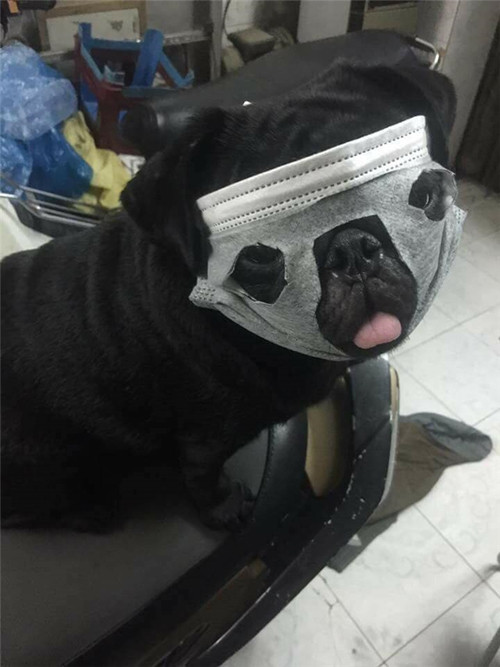 Khi cún cưng hóa thành "Ninja". Khi cún cưng hóa thành Ninja.