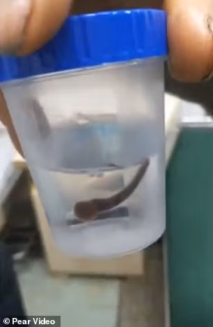 ho khong ngung suot 2 thang, di kham ta hoa phat hien con vat kinh di song trong mui va hong hinh anh 3