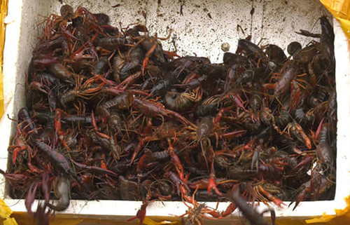 Tôm càng đỏ bị thu giữ ở Lào Cai. Ảnh: Trung Dũng. Tôm càng đỏ bị thu giữ ở Lào Cai. Ảnh: Trung Dũng.