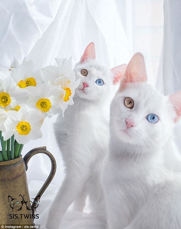 Những chú mèo “đánh cắp trái tim” của hàng trăm ngàn người trên mạng xã hội ảnh 20 Những chú mèo “đánh cắp trái tim” của hàng trăm ngàn người trên mạng xã hội ảnh 20