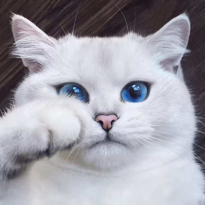 Những chú mèo “đánh cắp trái tim” của hàng trăm ngàn người trên mạng xã hội ảnh 5