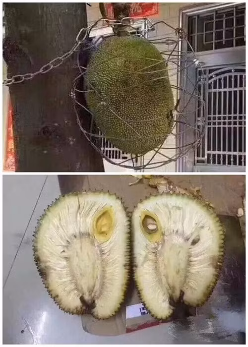 Chẳng bõ công gìn giữ bao ngày.