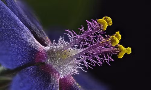 Những bức ảnh chụp dưới kính hiển vi đẹp nhất thế giới 