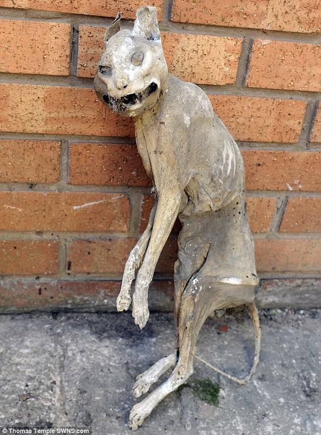 Dọn nhà kho bỗng phát hiện xác ướp mèo tự hóa khô đã 30 năm tuổi ảnh 1 Dọn nhà kho bỗng phát hiện xác ướp mèo tự hóa khô đã 30 năm tuổi ảnh 1