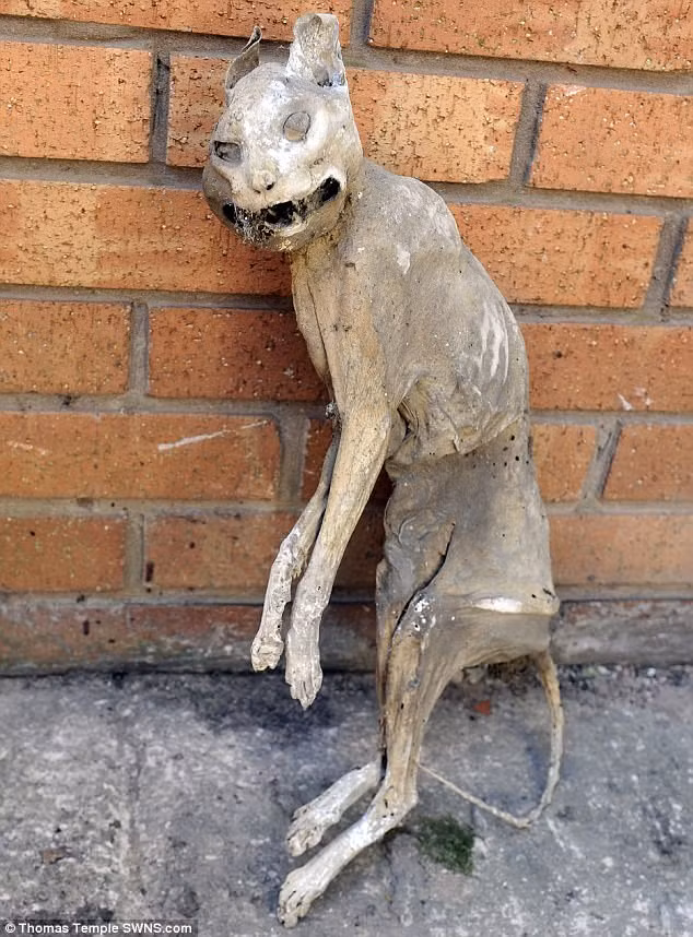 Dọn nhà kho bỗng phát hiện xác ướp mèo tự hóa khô đã 30 năm tuổi ảnh 1