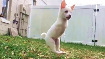 Chú chó chào đời chỉ có hai chân bật nhanh như thỏ 