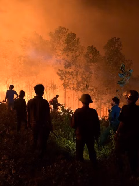 Chủ yếu rừng tràm, keo