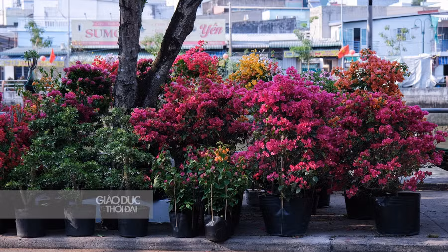 Những bông hoa giấy đang nở rực rỡ.