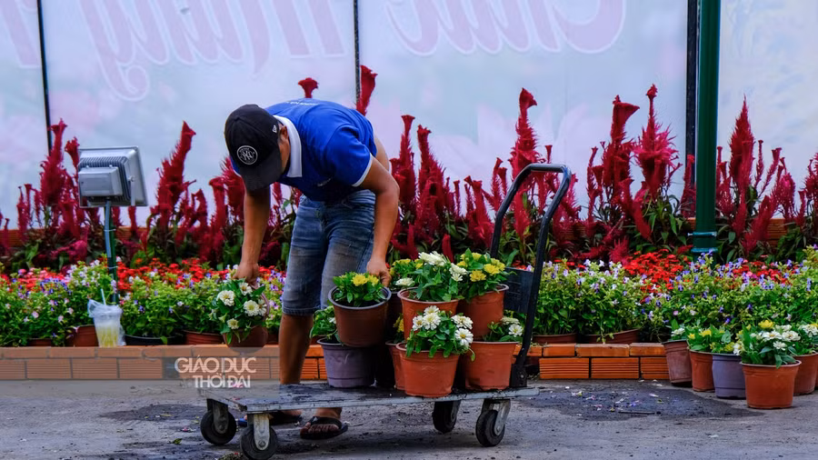 Công nhân kiểm tra các chậu hoa và thay các chậu mới vào nếu bị hư hỏng.
