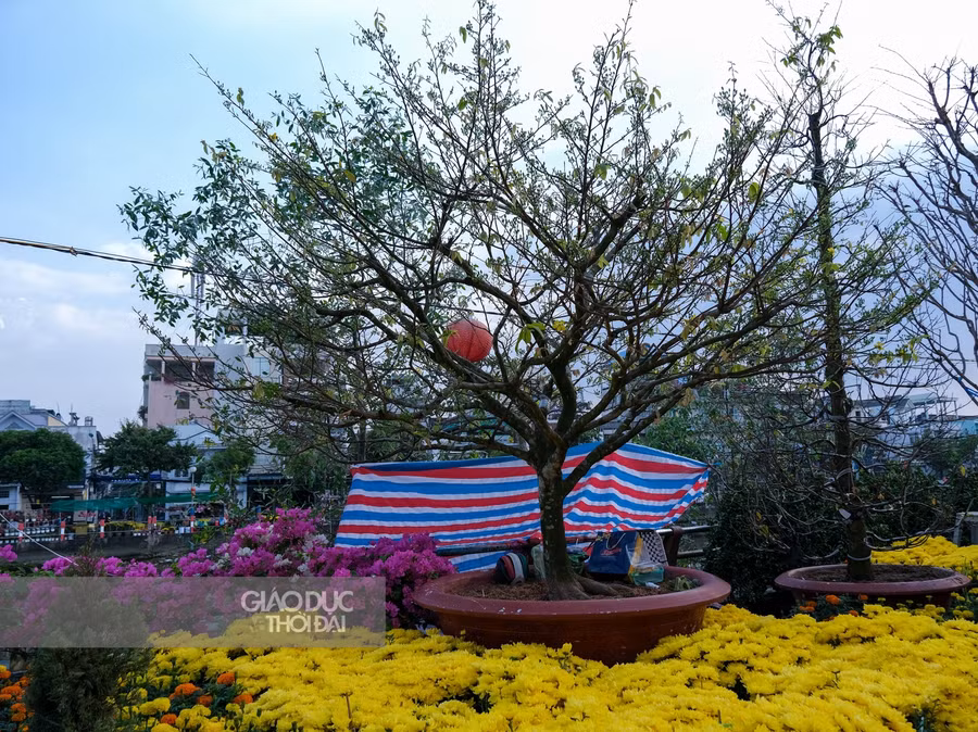 Những chậu mai giá trị từ vài chục đến vài trăm triệu vẫn đang chờ khách.