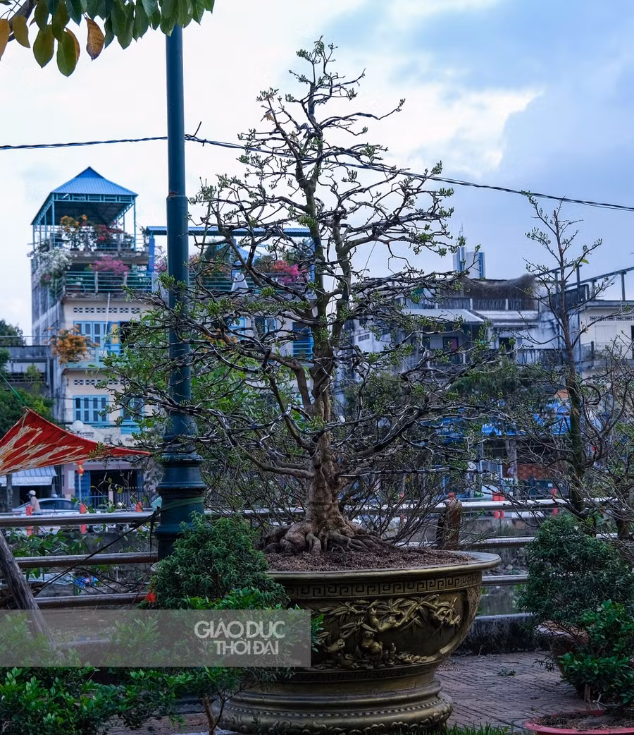 Cần Thơ: Tiểu thương chợ bông "lạc quan" trước dịch Covid-19 ảnh 15