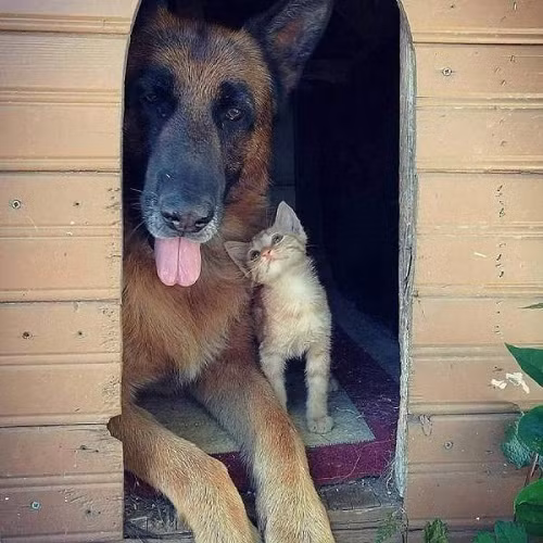 Cầm tay anh, dựa vai anh, nơi này có anh.