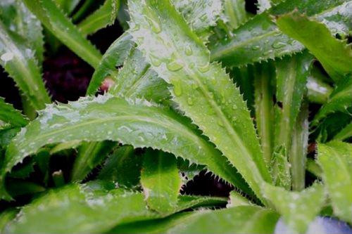 Mẹo chữa cảm cúm hiệu quả với mùi tàu ảnh 1