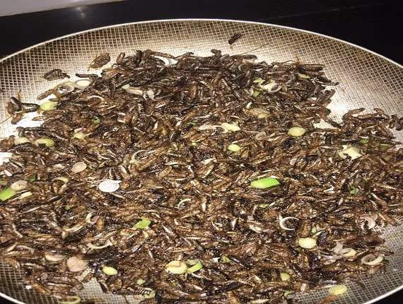 dac san con trung “dinh nhat” tron nich an la nghien o vung tay bac hinh anh 2