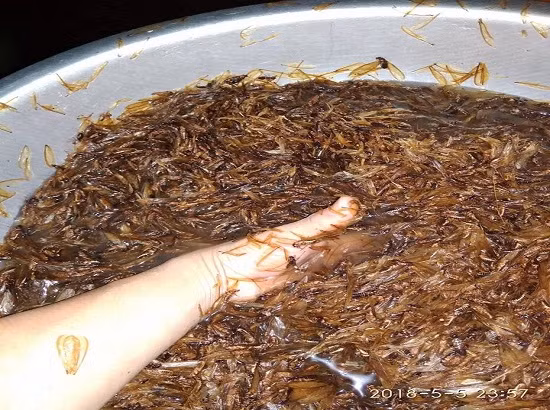 dac san con trung “dinh nhat” tron nich an la nghien o vung tay bac hinh anh 1