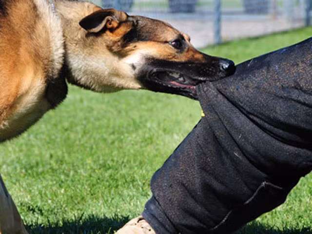 khi bi cho, meo can can lam ngay dieu nay neu khong muon phat benh dai hinh anh 1