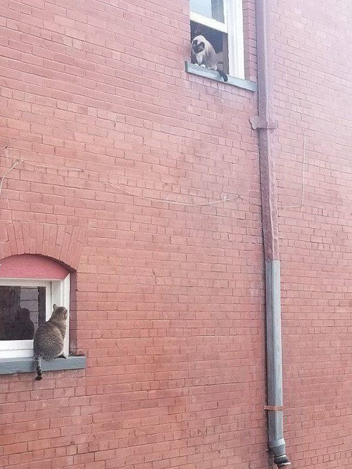 Trộm nhìn nhau qua khung cửa sổ.