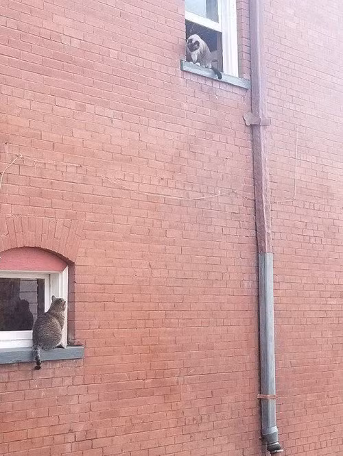 Trộm nhìn nhau qua khung cửa sổ.