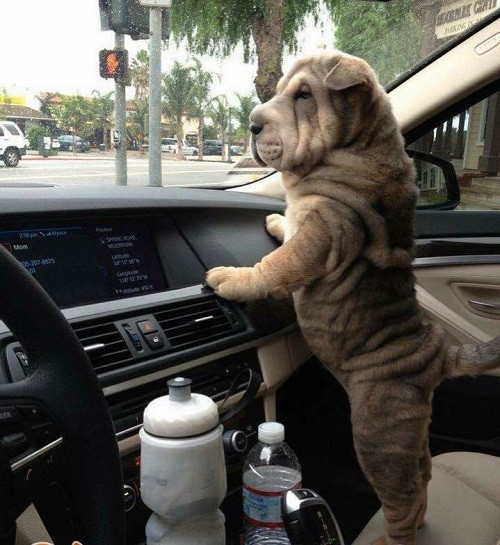 Phụ lái đáng yêu. 10-anh-hai-hot-nhat-facebook-trong-ngay-1