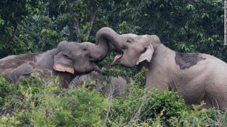 Voi ít khi bị ung thư Voi ít khi bị ung thư