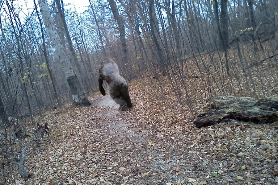 Bigfoot Bigfoot