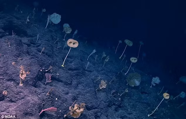 Không thể tin dưới đáy biển sâu 2000m có một khu rừng kỳ lạ thế này - Ảnh 1.