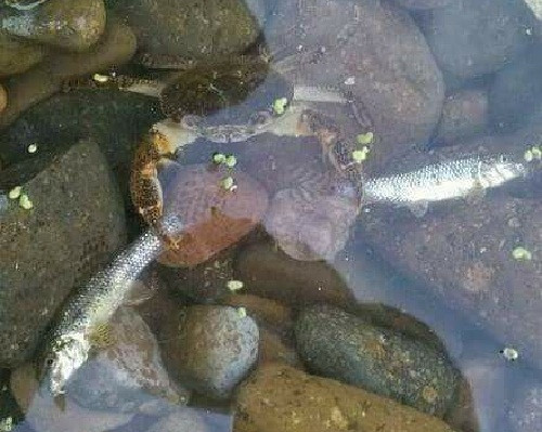 Bắt cá hai tay. 10-anh-hai-hot-nhat-facebook-trong-ngay-8