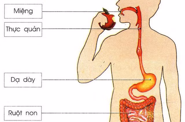 4 loại thực phẩm thuộc "danh sách đen" cực hại đường ruột chị em nên biết ảnh 1