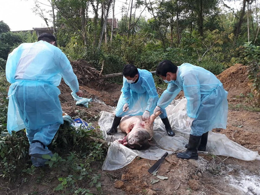 Cơ quan chức năng tiêu hủy lợn bị bệnh