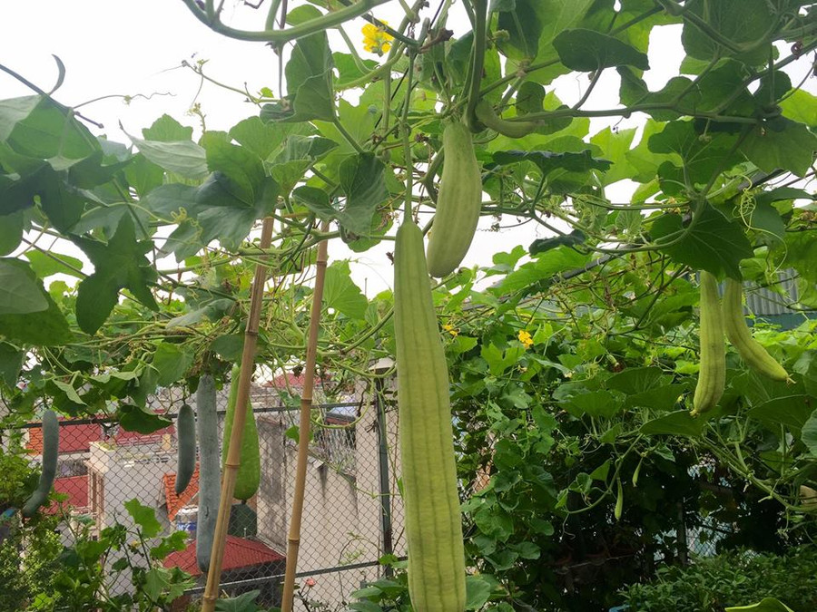 Tháng 4, nên trồng rau củ gì để cả nhà ăn mãi không hết? hình ảnh 6 thang 4, nen trong rau cu gi de ca nha an mai khong het? hinh anh 6