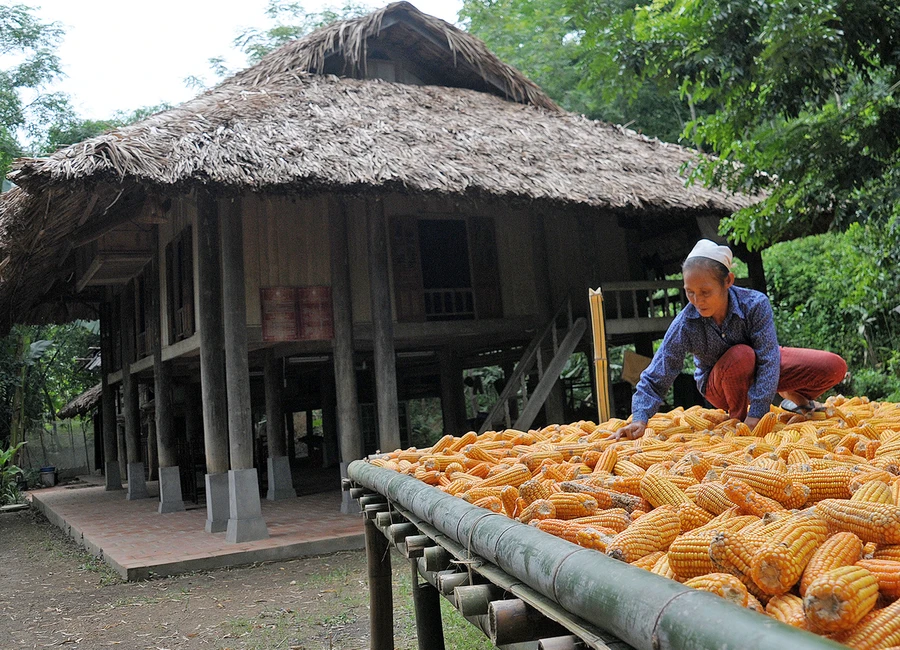 Người dân Thái ở bản Ngòi đang phơi ngô trước nhà