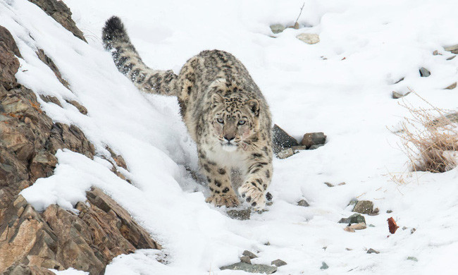 Nghỉ phép kiểu siêu giàu: Đốt cả triệu đô để có chuyến du lịch sinh tồn không đụng hàng - Ảnh 4. Nghỉ phép kiểu siêu giàu: Đốt cả triệu đô để có chuyến du lịch sinh tồn không đụng hàng - Ảnh 4.
