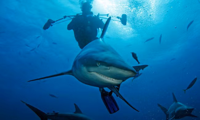 Nghỉ phép kiểu siêu giàu: Đốt cả triệu đô để có chuyến du lịch sinh tồn không đụng hàng - Ảnh 5.