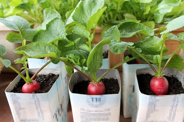 Loại quả tí hon giá cắt cổ được bà nội trợ săn lùng ảnh 15 Loại quả tí hon giá cắt cổ được bà nội trợ săn lùng-15