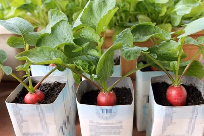 Loại quả tí hon giá cắt cổ được bà nội trợ săn lùng-15