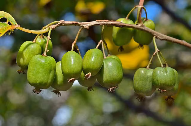 Loại quả tí hon giá cắt cổ được bà nội trợ săn lùng-16