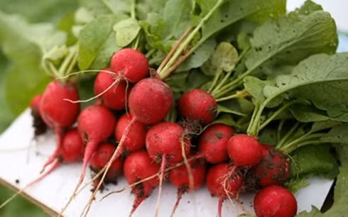 Loại quả tí hon giá cắt cổ được bà nội trợ săn lùng-13