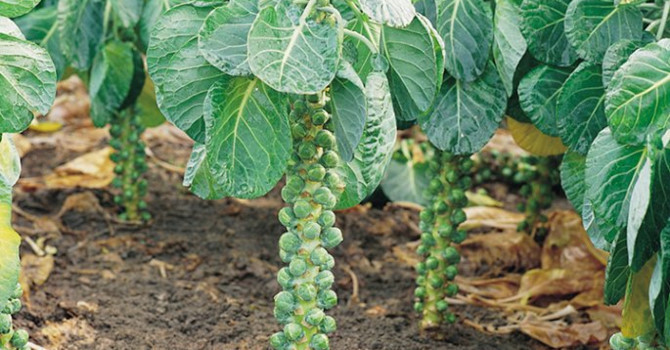 Loại quả tí hon giá cắt cổ được bà nội trợ săn lùng ảnh 5 Loại quả tí hon giá cắt cổ được bà nội trợ săn lùng-5