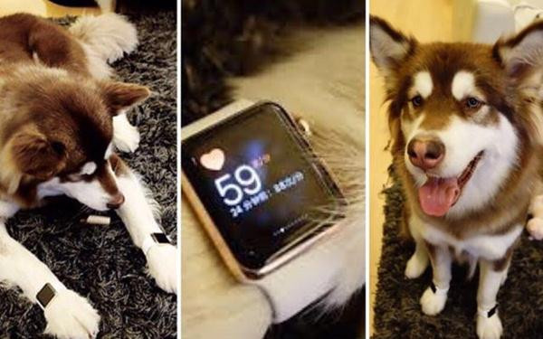 "Thiếu gia cho chó đeo đồng hồ tiền tỷ” bất ngờ lọt top Gương mặt đẹp nhất châu Á ảnh 4 nhan sac "thieu gia cho cho deo dong ho tien ty" lot top guong mat dep nhat gay xon xao - 4