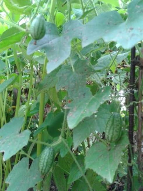 Loại quả tí hon giá cắt cổ được bà nội trợ săn lùng ảnh 1 Loại quả tí hon giá cắt cổ được bà nội trợ săn lùng-1