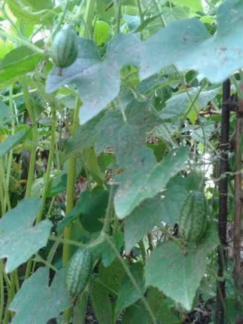 Loại quả tí hon giá cắt cổ được bà nội trợ săn lùng-1