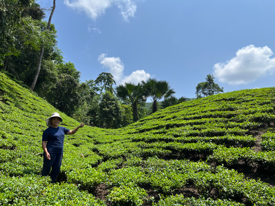 Hiện nay chè đang được thương lái thu mua với giá 60.000 đồng – 70.000 đồng/kg, thời điểm được giá nhất là từ 100.000 – 120.000 đồng/kg nhờ đó góp phần giúp bà con tăng thu nhập, cải thiện cuộc sống và từng bước vươn lên thoát nghèo. Hiện nay chè đang được thương lái thu mua với giá 60.000 đồng – 70.000 đồng/kg, thời điểm được giá nhất là từ 100.000 – 120.000 đồng/kg nhờ đó góp phần giúp bà con tăng thu nhập, cải thiện cuộc sống và từng bước vươn lên thoát nghèo.