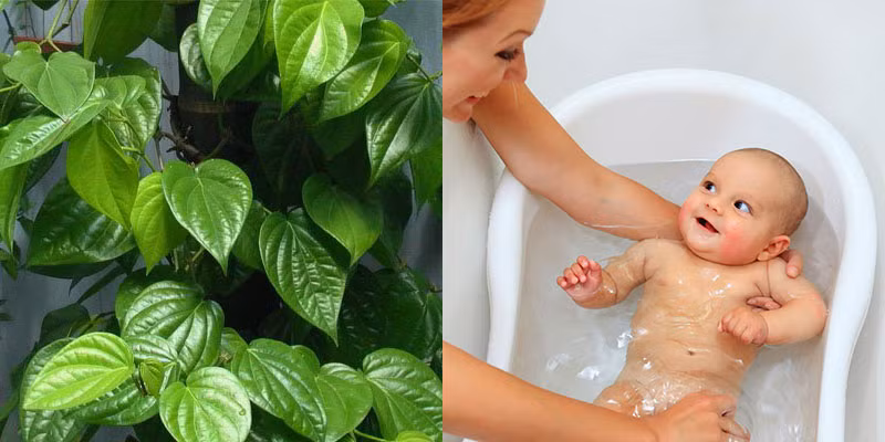 Lá trầu không lành tính trị hăm cho trẻ sơ sinh rất hiệu quả